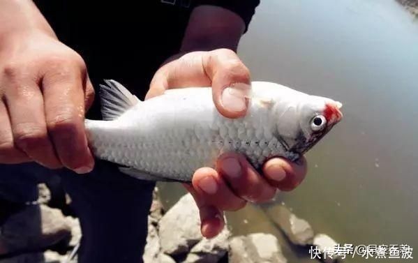 十钓九空原来这饵才是大鲫鱼的最爱，后悔没早一点发现