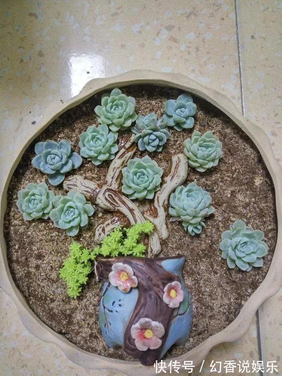 她在医院垃圾桶“捡篮子”，拿来种多肉“颜值高”，人见人爱