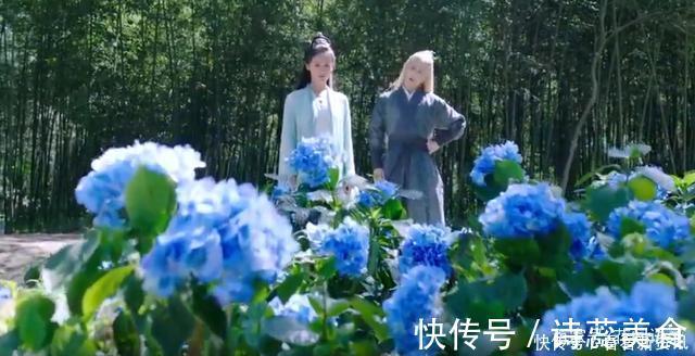 司凤为璇玑种的蓝色八仙花,现实你也能养,开花仙气十足,太美了