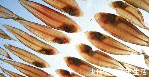 老年人|再次劝告：4类鱼尽量少吃，营养少还伤身，很多人还在天天吃