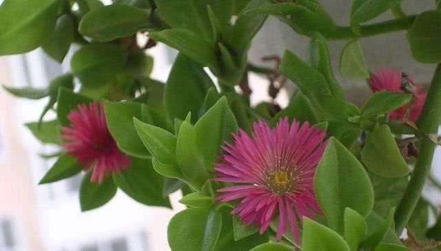 这几种花,养了就是赚到,花苞、果实、叶子都是好东西