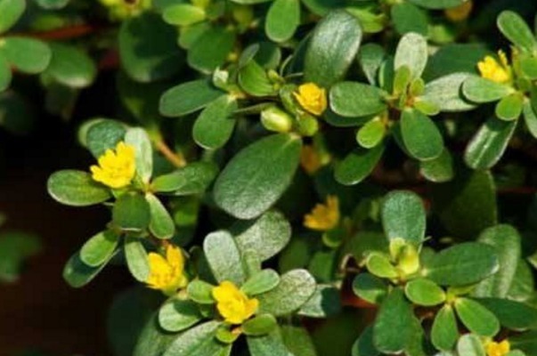 香椿|吃药不如吃野菜,身边最常见的4种野菜,原来都是天然中药!