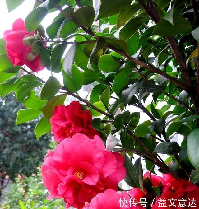 火焰石|茶花有“三怕”，避开不烂根黄叶，“野劲”足冒新芽，砰砰爆出花