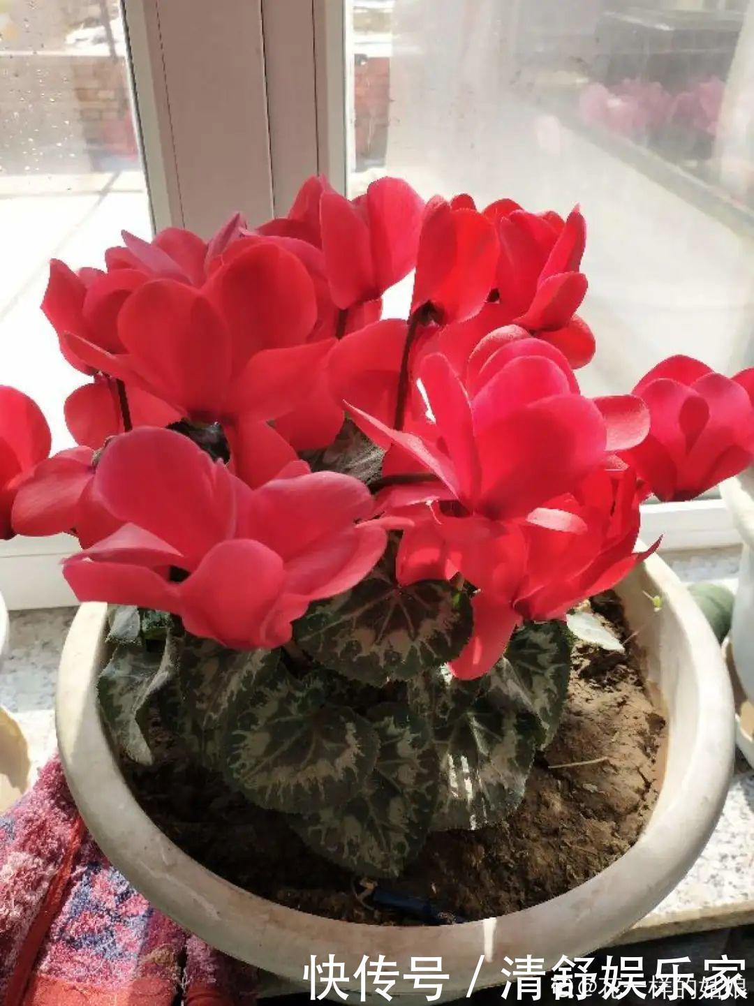 叶芽|君子兰千万别喷水,一喷水就烂叶,3天就要死翘翘!