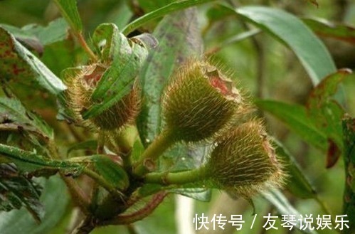 野果|农村有这么一种漂亮的野果,好吃又可以泡酒,还是庭院盆栽植物!