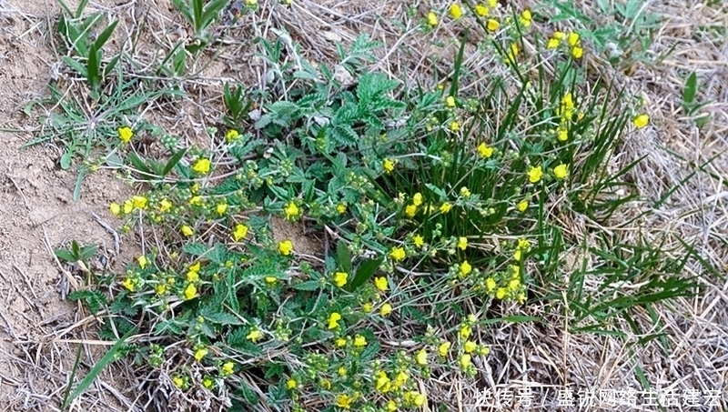 根似人参却不是“参”,长在农村过去常忽视,如今20元一斤