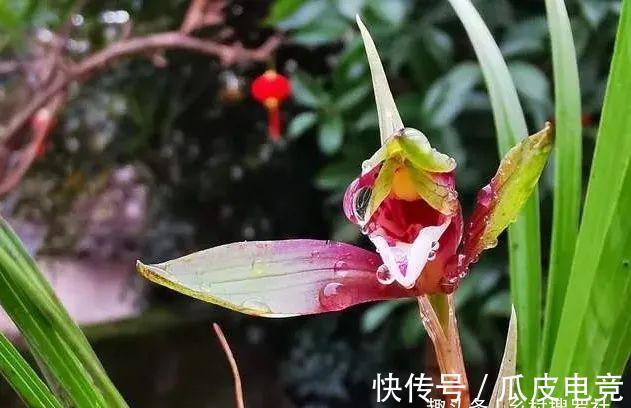 兰花香味不浓,香味不纯?用一个免费技巧,开花时邻居都能闻得到