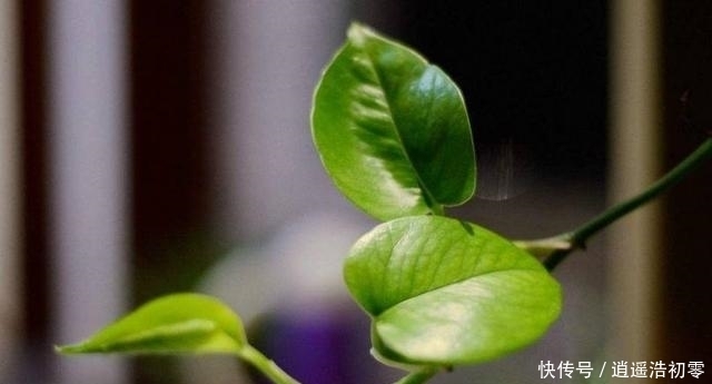 在水里加点它,养出来的绿萝君子兰疯长不断,叶片油亮有光泽