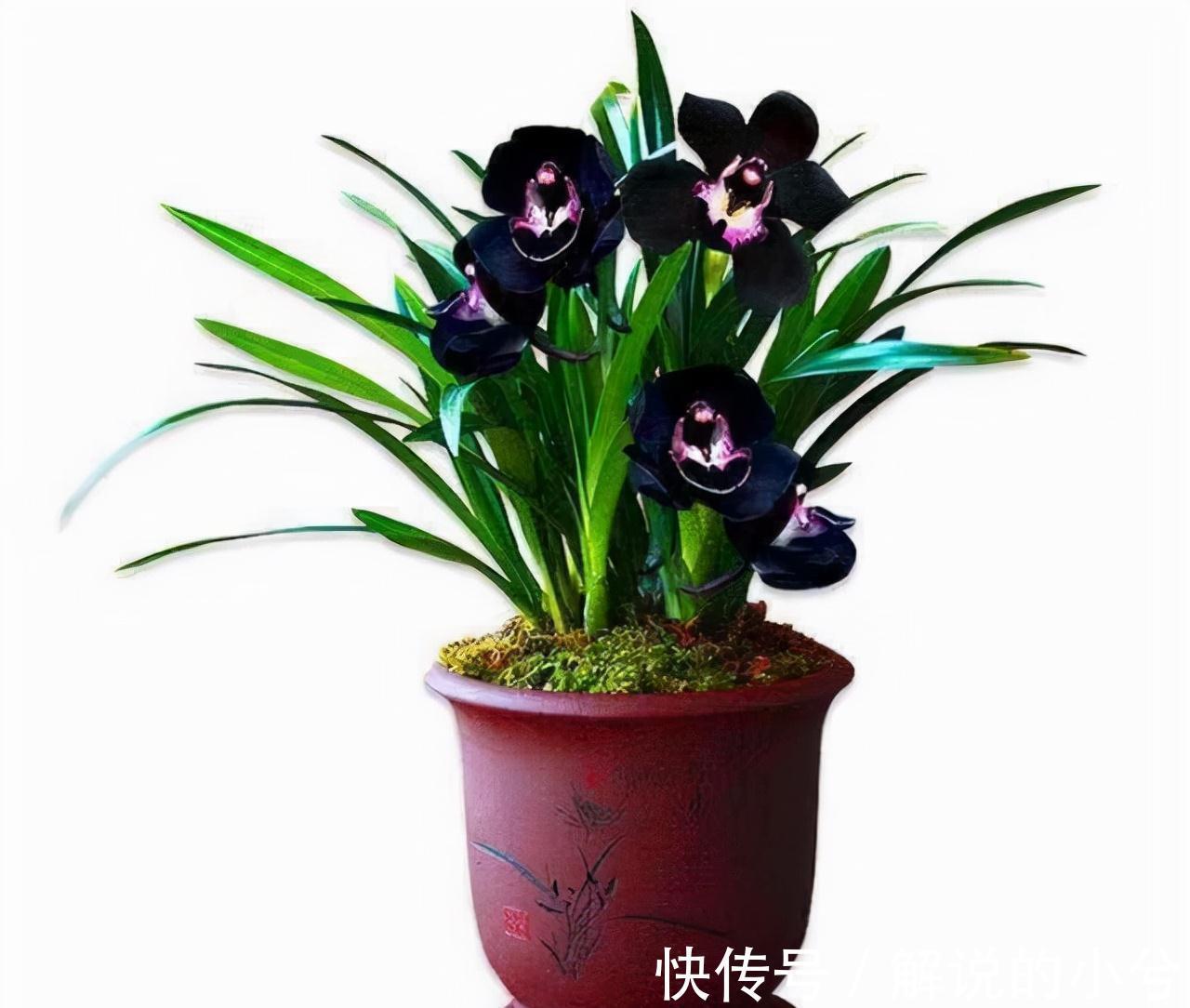 墨兰|老花匠都在养的兰花,花色神秘,意境高雅,兰香浓郁,值得拥有