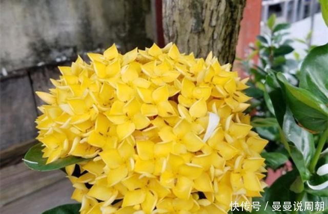 这种“漂亮”的花卉,适合养阳台,家里栽2盆,长得旺、花开多