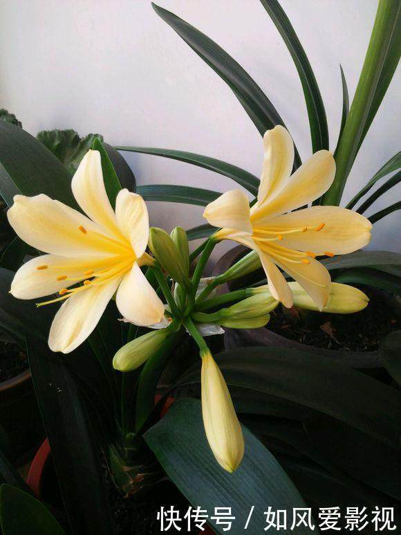 土里洒点小玩意,君子兰猛冒花骨朵,10年不烂根