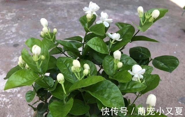 花市|花市上的茉莉“满头花苞”，花香浓，原来是“这样”养出来的