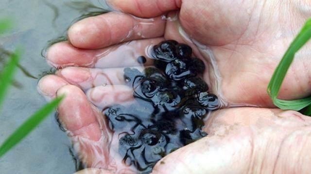 蝉花|大山里的五大“宝贝”,吃过4种算你厉害!最后一样你肯定没吃过