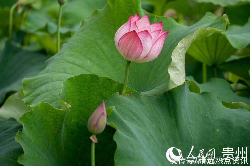 贵阳|贵阳白云：荷花盛开引客来