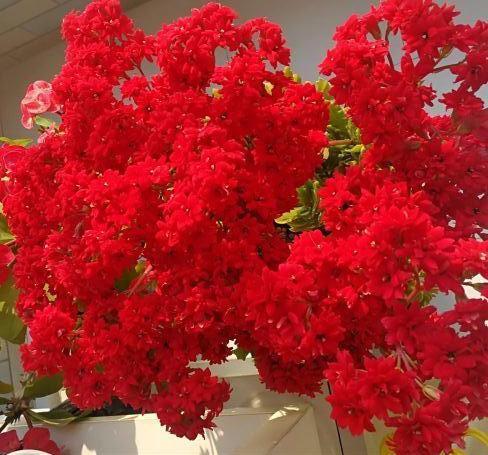 48个长寿花品种,一个比一个漂亮,文末附长寿花的养护简介