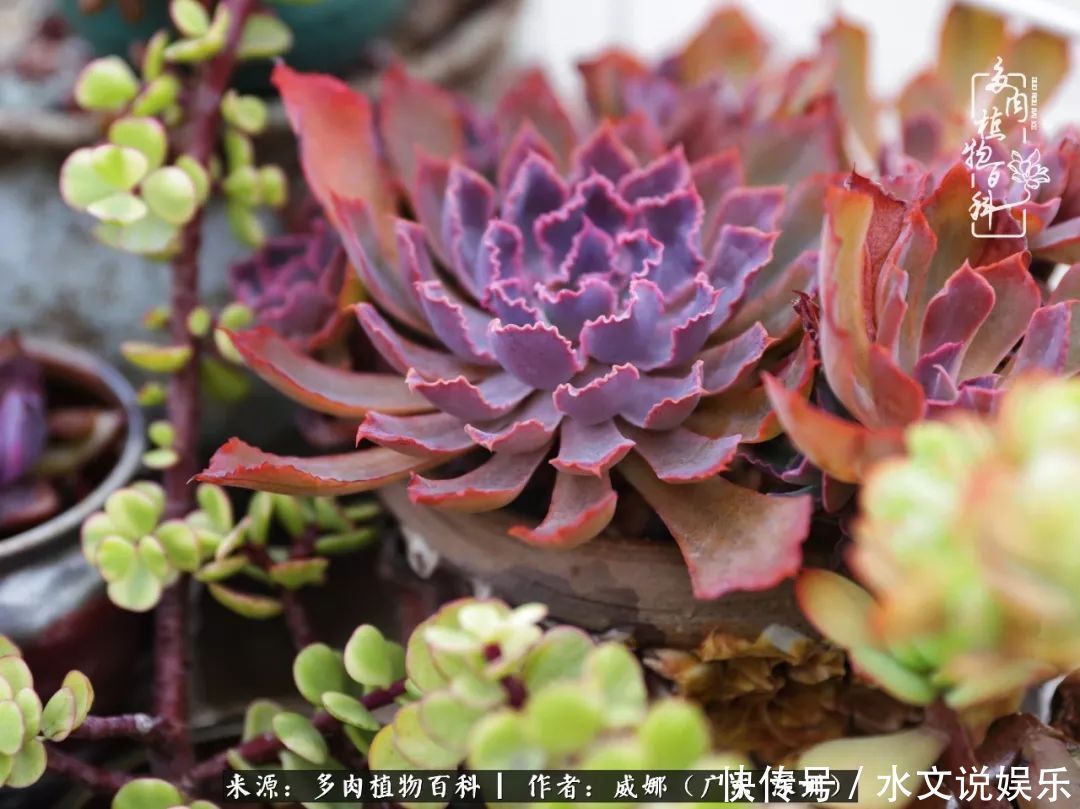 日子|笼子里露养的多肉,越养越美!有多肉的日子伴着小确幸!