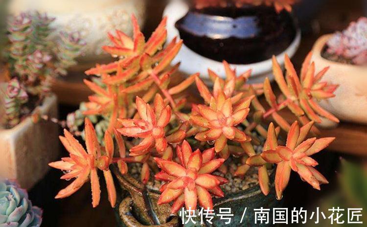 落日余晖|多肉红日叶色温暖而明媚,总给人落日余晖般的美感