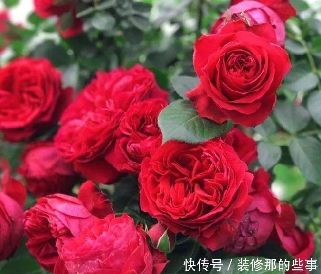 家里阳台必养此款花卉,比牡丹好看,比吊兰好养,你养了吗