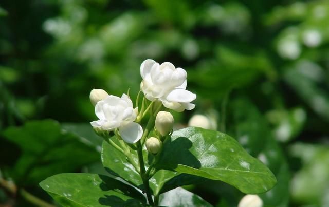  茉莉有“三怕”，老手花友也易踩坑，避开猛窜芽，花开一茬接一茬