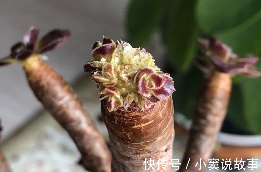 金枝玉叶不能长太高,越矮越值钱,一长高就砍!