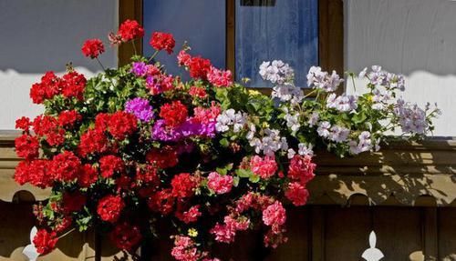 难怪|蚊子见到就掉头的洋绣球,难怪外国人都爱养,养一盆和蚊子说拜拜