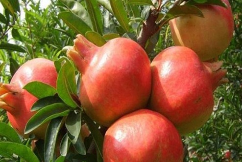 保健|女人坚持吃以下四种食物，美容养生，延缓衰老，更能保护身体健康