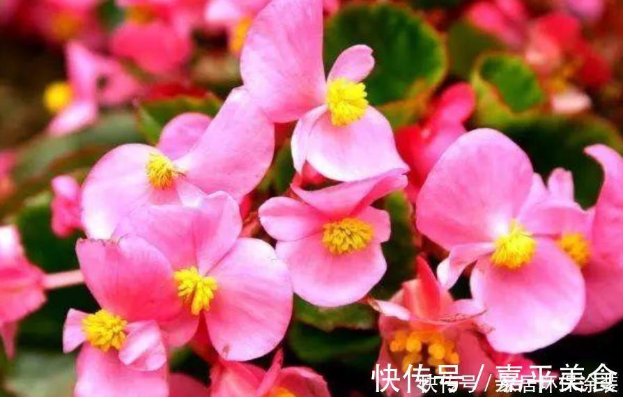 长春花|最有仙气的4种花，福旺运旺财更旺，财运爆发，事业风生水起