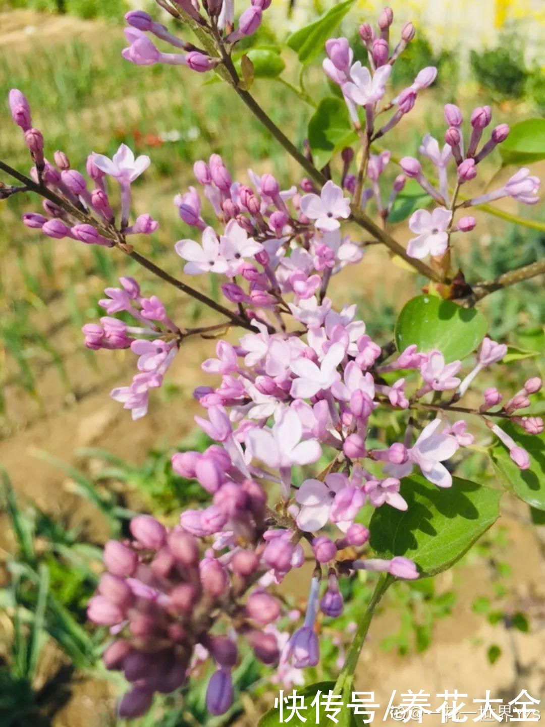 你养的花，暴露你的“性格缺点”，赶紧来测测