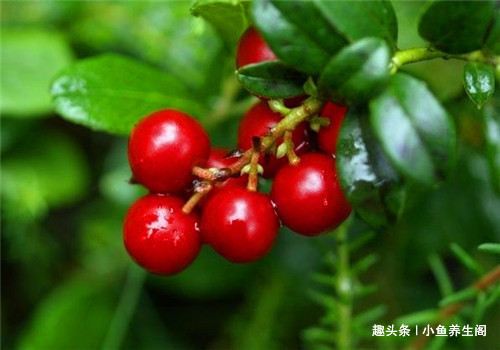 红莓苔子亚属|适合女性吃的4种食物，美容养生、滋润肌肤，早吃早好！