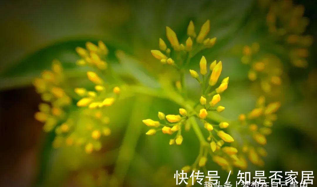 汁液|毒性很强的“网红花”,商家告诉你它有多好看,闭口不提它有多毒