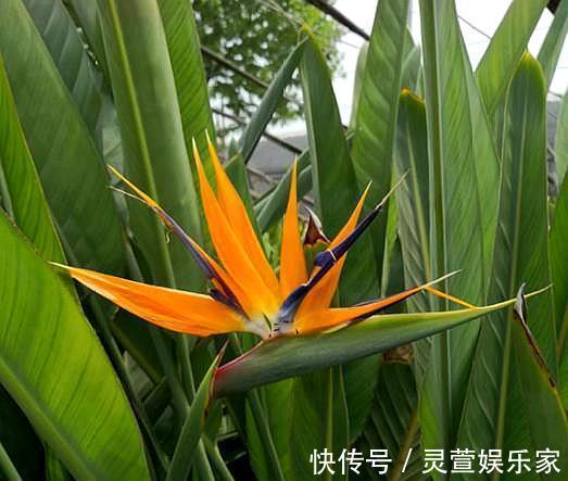 光照|新手学养花，6种“练手花”随便养，做好“功课”，秒变“高手”