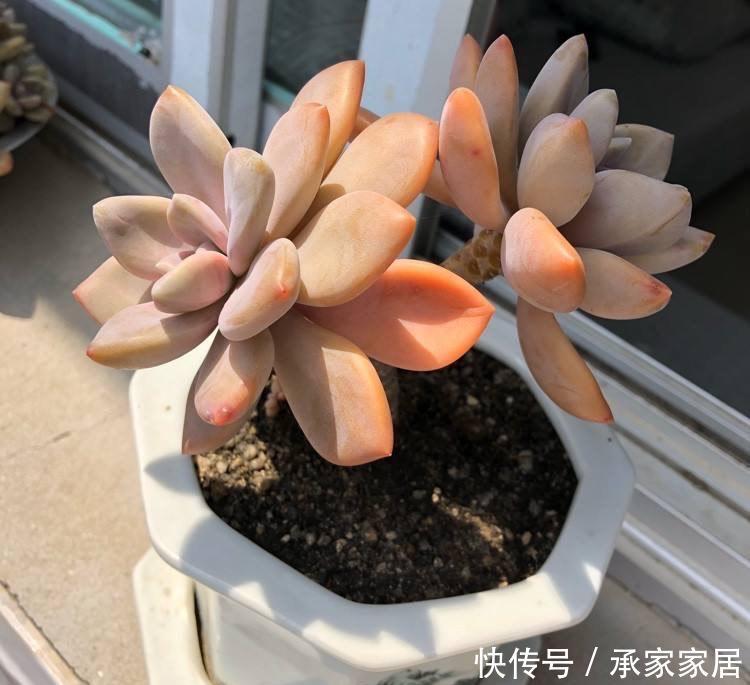 冬美人不怕|很皮实的一种多肉,下雨不怕淋,下雪不怕冻,新手就养它