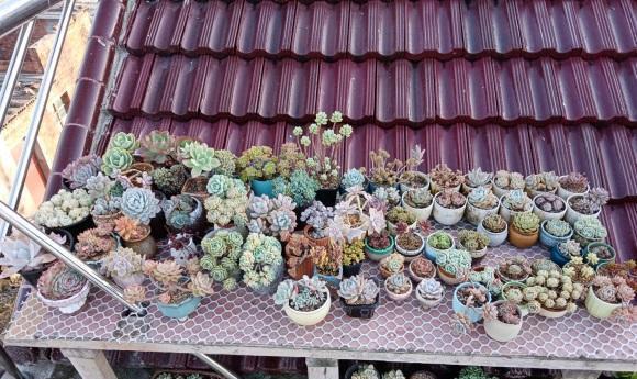 多肉|光照跟温度是两个概念,多肉需要的是光照,单有温度是不够的