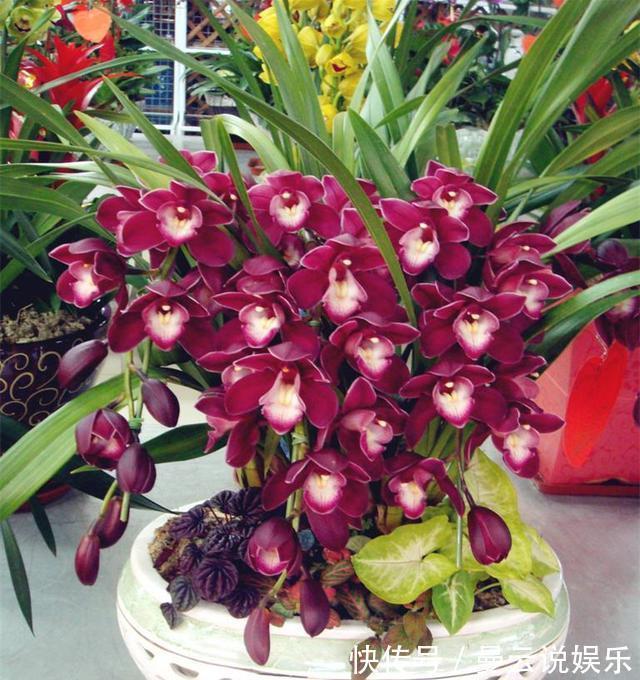 花友|花友滥用肥,兰花“吃不消”,盆栽施肥是个技术活,3点不得不学