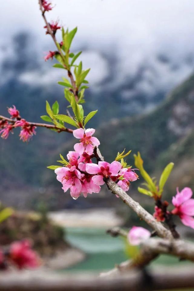 花开三月 不负春光