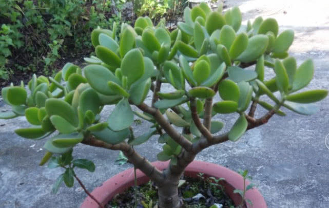 花卉|这三种花不用管直接扔阳台，越长越好，谁都可以养好