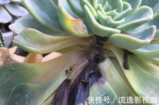 浇水|多肉难度夏,叶子皱巴巴“就浇水”小心烂根水化“找上门”!