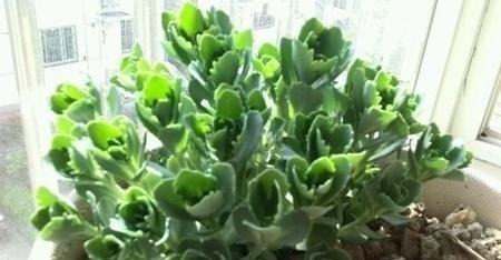 有院子一定要养“2种”花，剪1根枝条“沾土就活”，变成小花园！