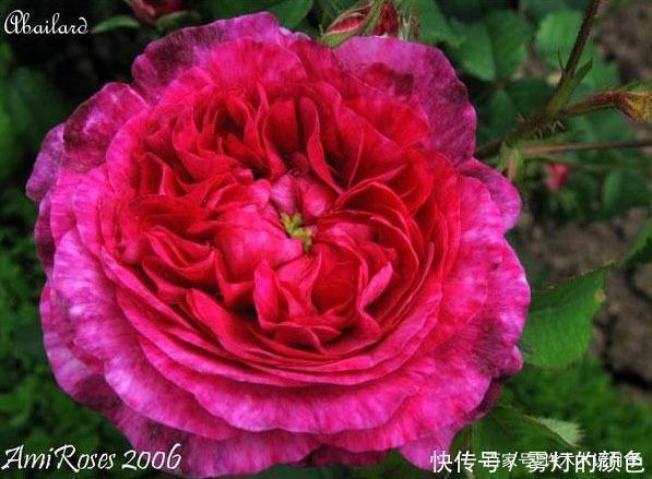 20款古老月季。数百年唯美传承,个个经典又抗病。远胜现代月季