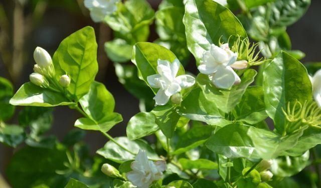 蚊子咬的满身是包,赶紧在阳台摆三种绿植,驱蚊效果好小孩更安全