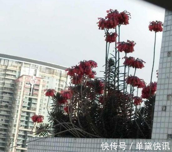 这5种花随便掐个枝就活,新手懒人花友千万别错过!