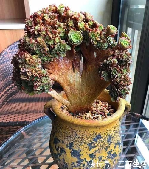 养肉的最高境界,多肉都缀化了,长成了小树桩,像极了孔雀开屏