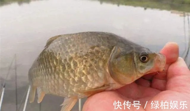 钓手|大鲫鱼可遇不可求?老钓手稍微调整下策略,上鱼快到没话说。