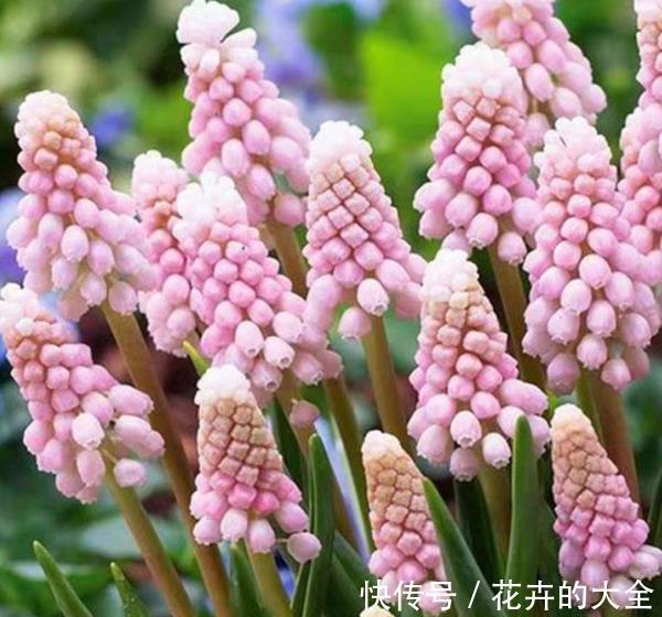 花园|秋冬就养3种花，观叶赏花美极了，轻松开出小花园，是盆栽佳品