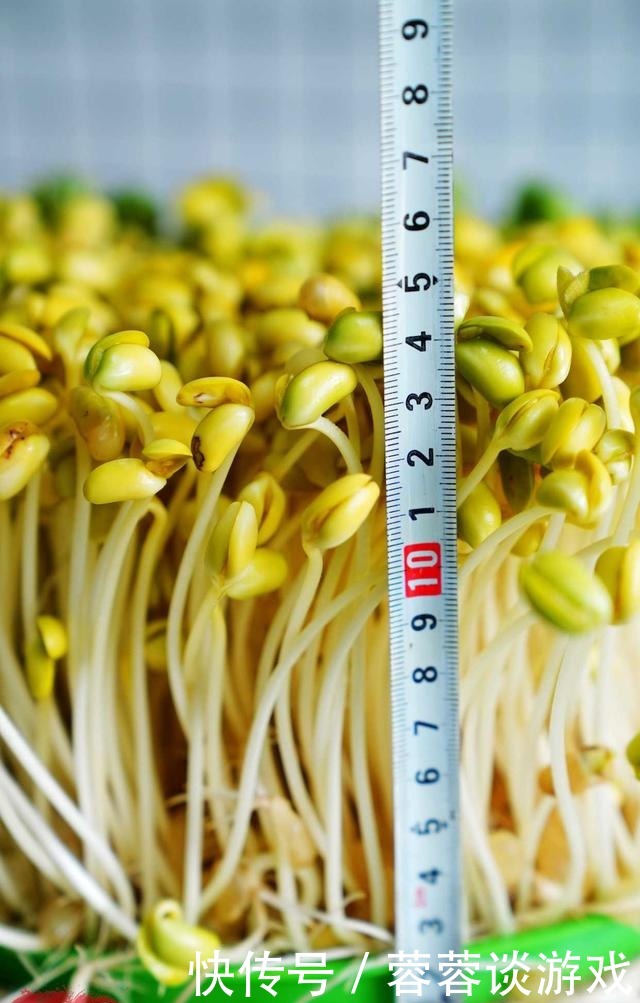 用了我这办法,发黄豆芽不会变臭一次就成功,五天就长15厘米高!