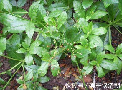 润肺止咳|农村5种常见的野菜,益精补肾,润肺止咳,抗衰老,看到要采回家