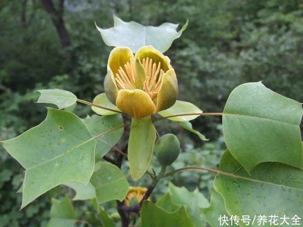 野花|稀奇的野花不要碰，保护都来不及，采了要出大问题