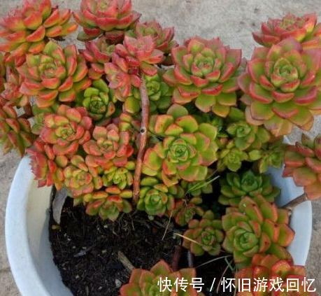 别再说蒂亚是徒神了，做到5点，简单养护变成悬崖桩