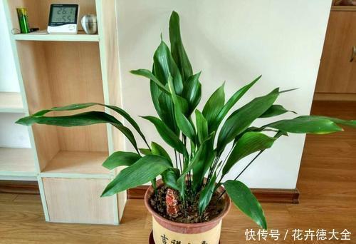 6种喜阴花,家里采光不好,照样生长茁壮,枝叶茂盛,长满盆!