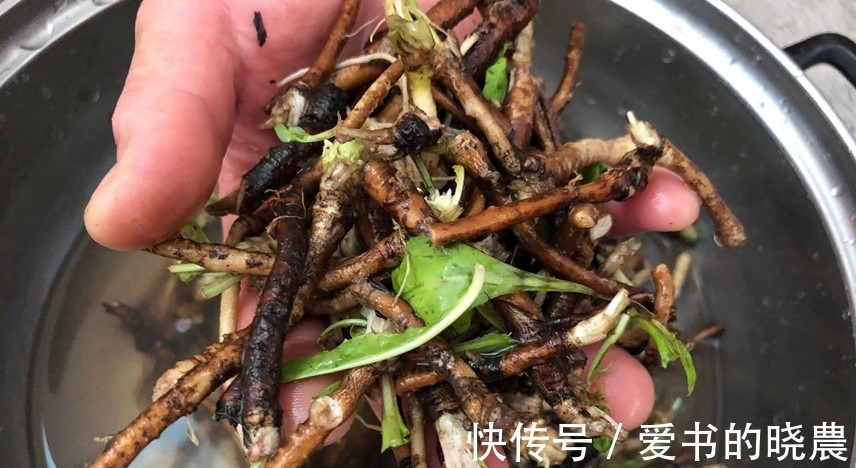 蒲公英|天然“青霉素”被找到，隔三岔五吃，杀菌消炎防感冒，别不懂吃！